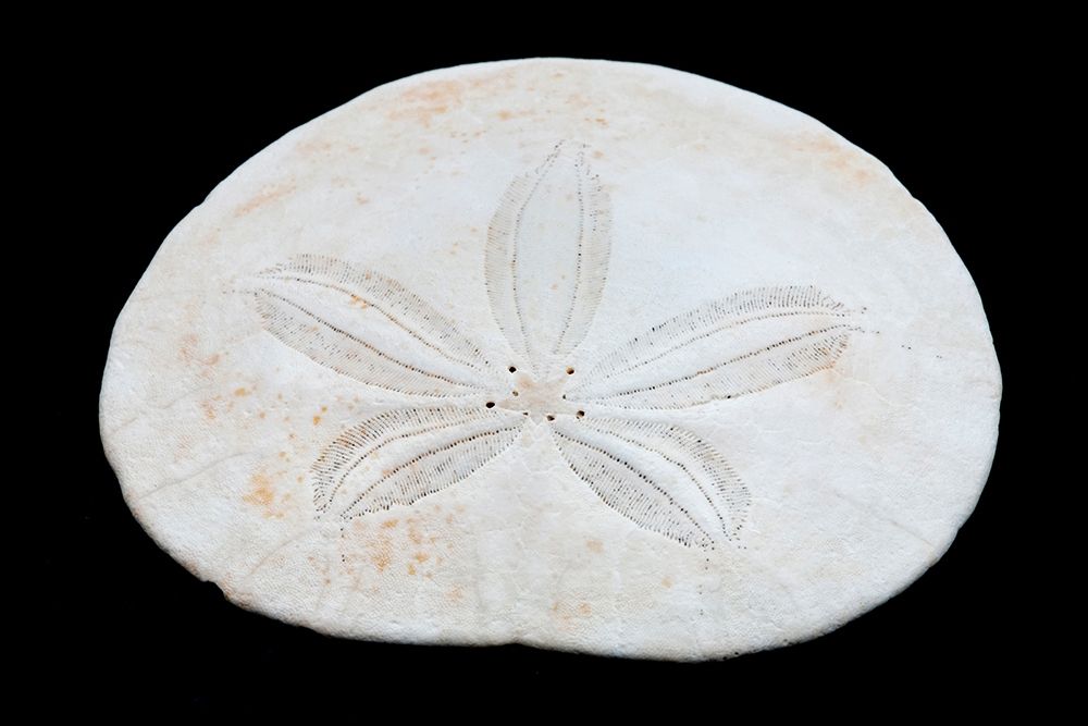 Wall Art Painting id:405949, Name: Oregon Sand dollar close-up, Artist: Jaynes Gallery