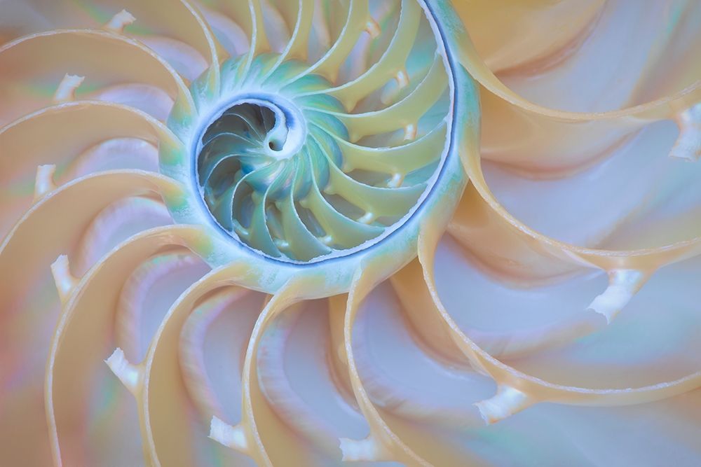 Wall Art Painting id:405958, Name: Oregon Close-up detail of nautilus shell, Artist: Jaynes Gallery