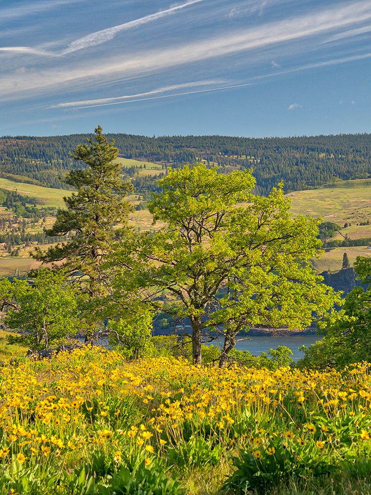 Wall Art Painting id:753261, Name: USA, Oregon. Columbia George, springtime and flowering yellow balsamroot amongst oak trees, Artist: Eggers, Terry