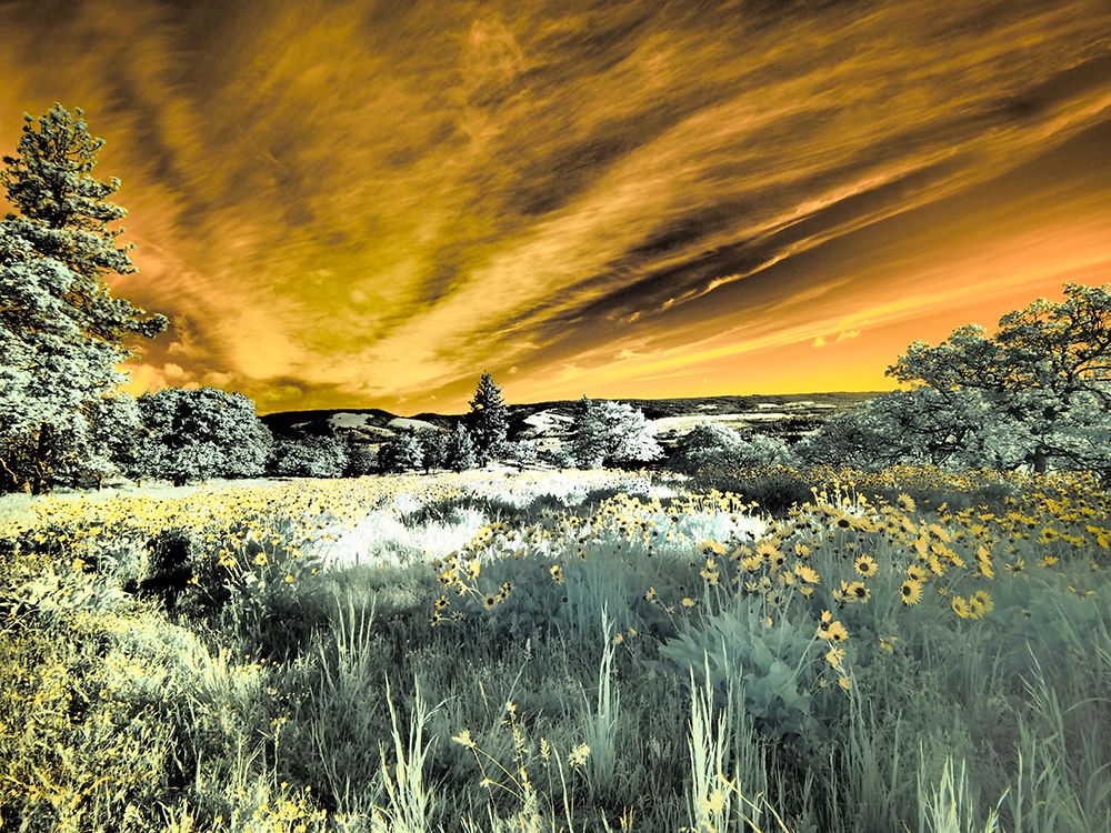 Wall Art Painting id:753266, Name: USA, Oregon. Columbia George, infrared of wildflowers and tree, Artist: Eggers, Terry