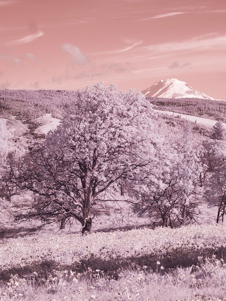 Wall Art Painting id:753267, Name: USA, Oregon. Columbia George, infrared of oak tree, wildflowers and Mt, Rainier, Artist: Eggers, Terry