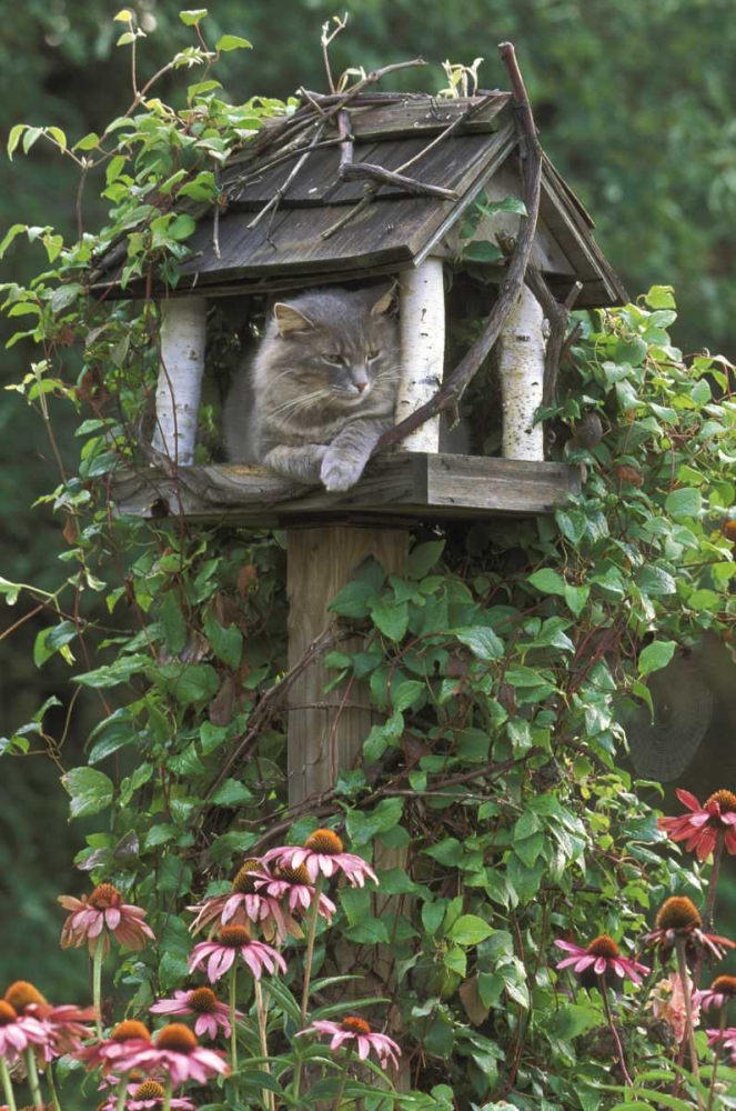 Wall Art Painting id:133680, Name: PA, Cat in birdfeeder amid flowers, Artist: Rotenberg, Nancy