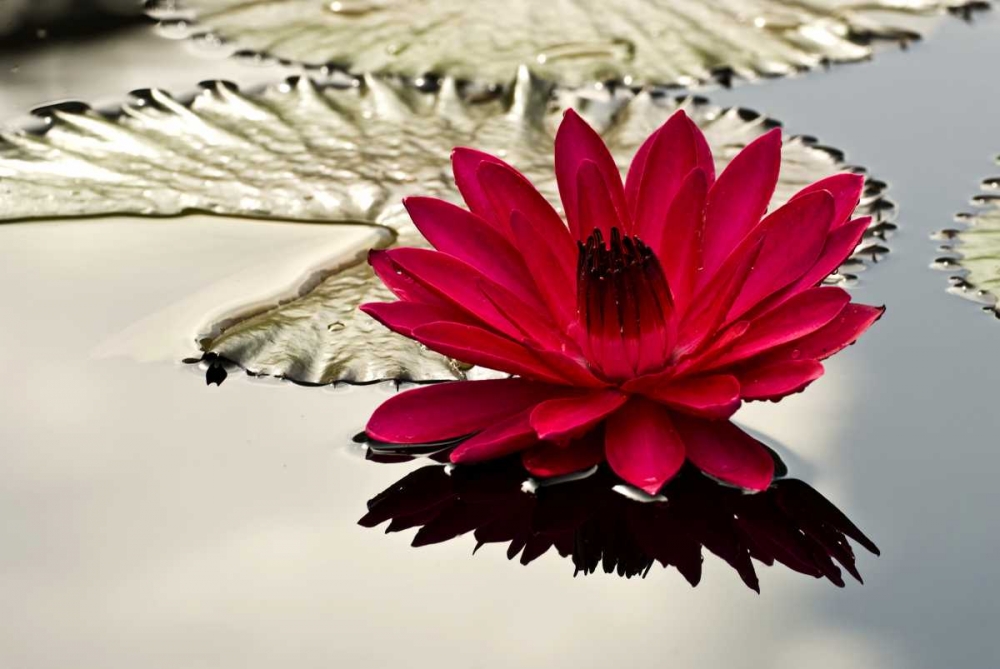 Wall Art Painting id:131451, Name: PA, Philadelphia Water lily on garden pond, Artist: OBrien, Jay