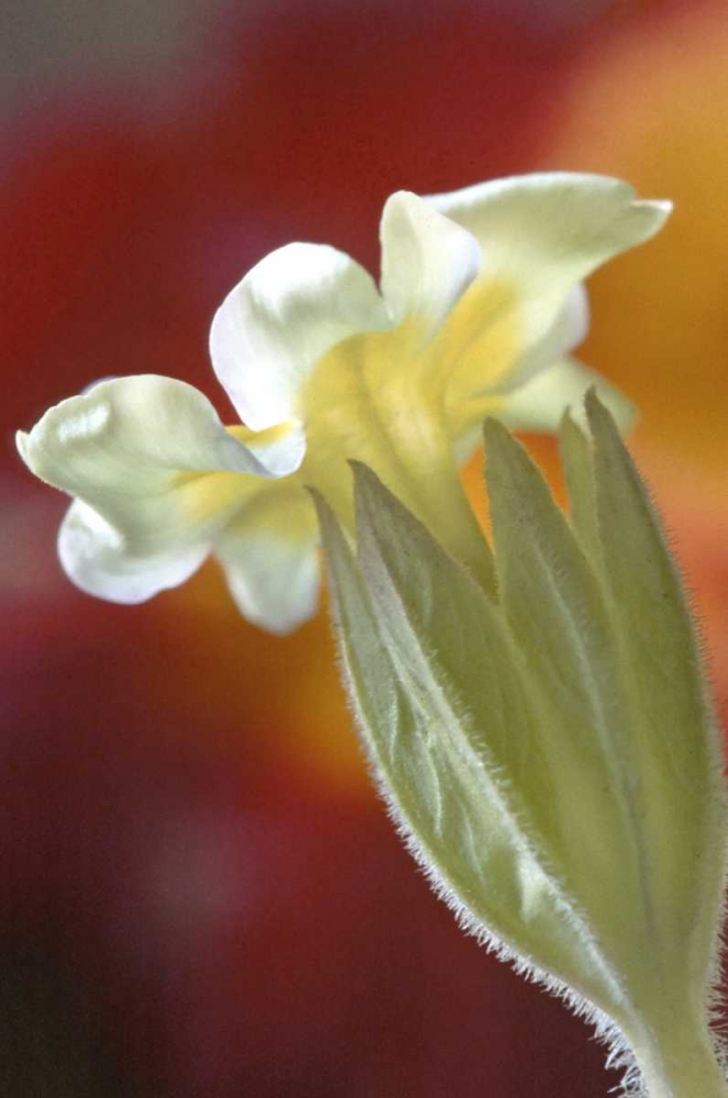 Art Print: PA, Philadelphia Primrose at the Nature Center
