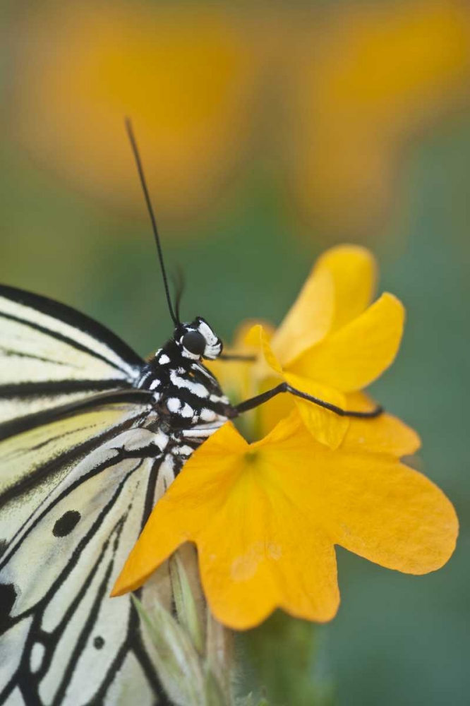 Wall Art Painting id:133682, Name: GA Paper kite butterfly on flower, Artist: Rotenberg, Nancy