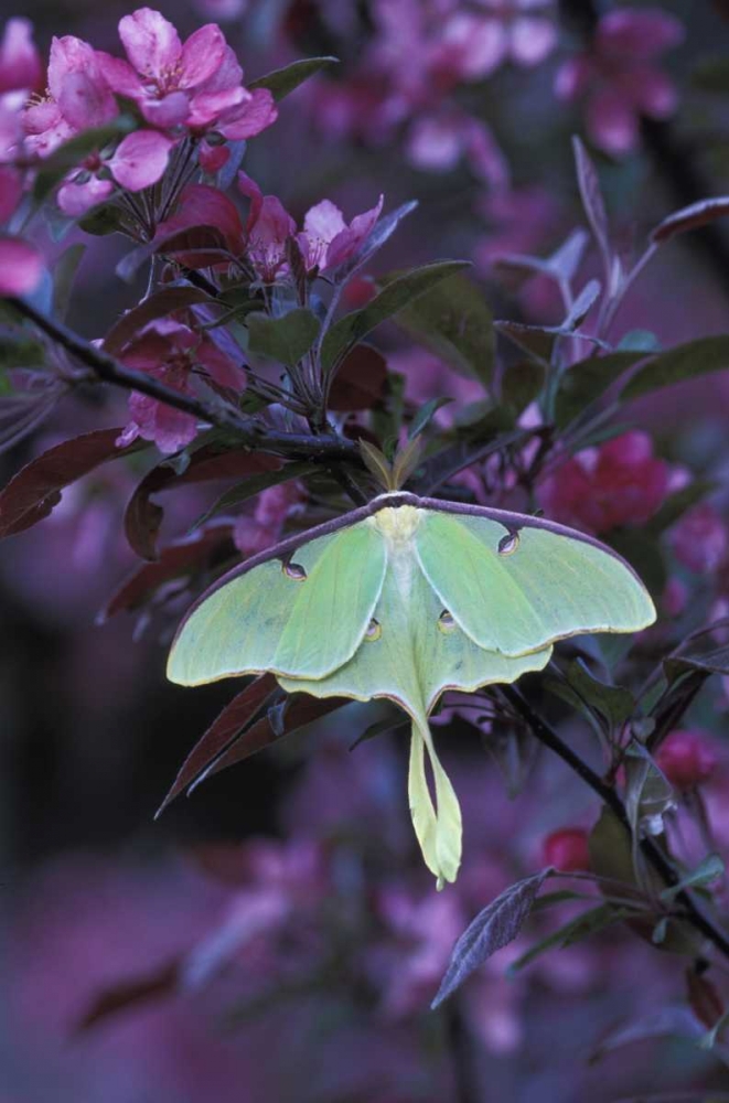 Wall Art Painting id:133922, Name: USA, Pennsylvania Luna moth on crabapple tree, Artist: Rotenberg, Nancy