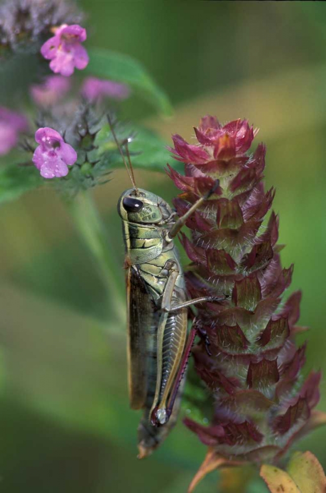 Wall Art Painting id:133932, Name: Pennsylvania Close-up of grasshopper on plant, Artist: Rotenberg, Nancy