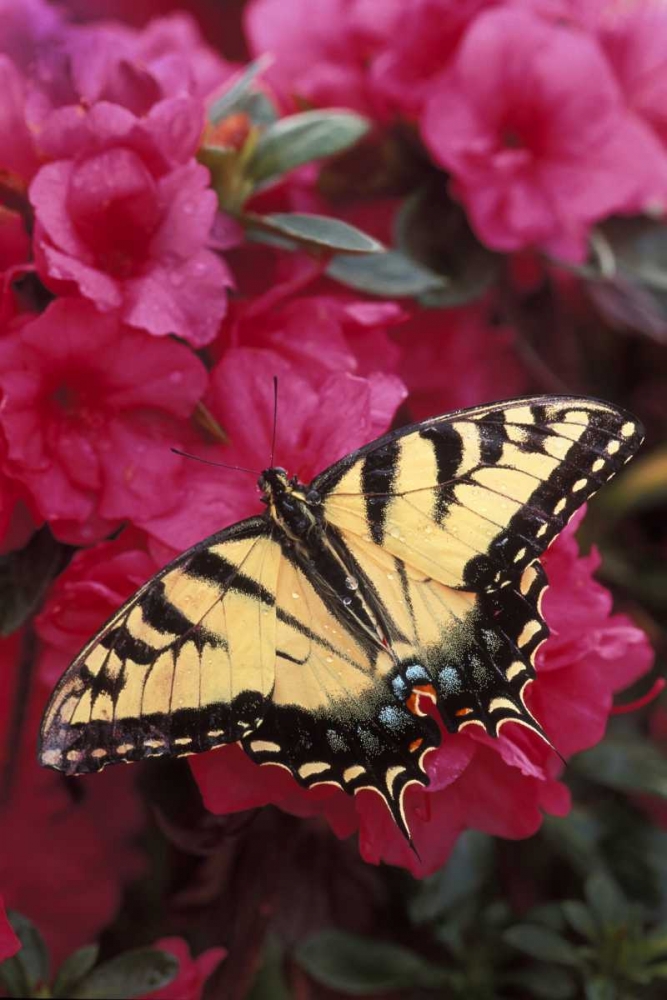 Wall Art Painting id:133886, Name: Pennsylvania Swallowtail butterfly on azalea, Artist: Rotenberg, Nancy