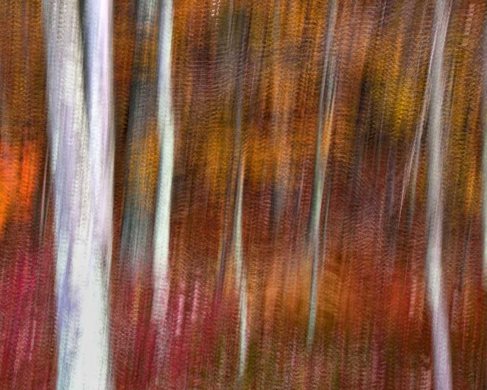 Wall Art Painting id:131487, Name: PA, Delaware Water Gap NRA Abstract of trees, Artist: OBrien, Jay