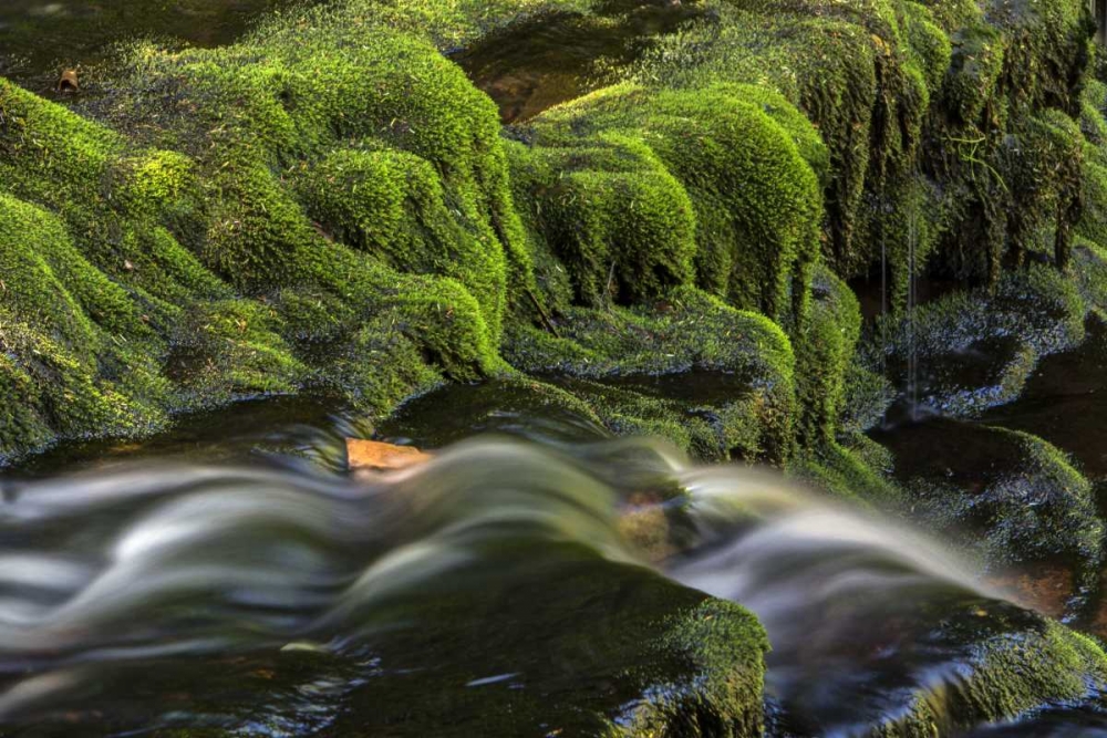 Wall Art Painting id:131517, Name: Pennsylvania, Ricketts Glen SP Flowing stream, Artist: OBrien, Jay