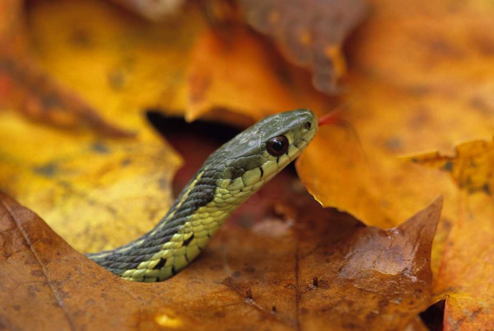 Wall Art Painting id:133704, Name: Pennsylvania Garter snake in autumn, Artist: Rotenberg, Nancy