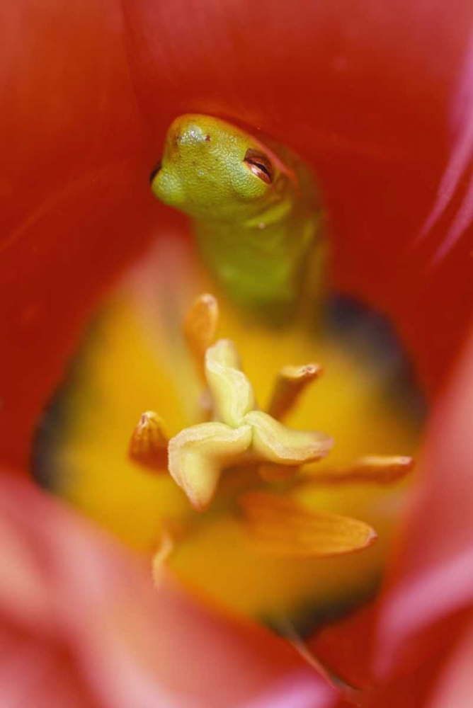 Wall Art Painting id:133697, Name: USA, Pennsylvania Frog inside tulip, Artist: Rotenberg, Nancy