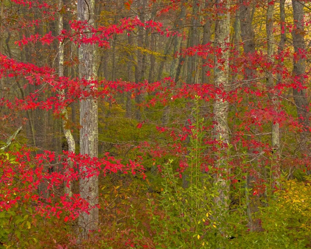 Wall Art Painting id:131450, Name: PA, Delaware Watergap NRA Autumn in forest, Artist: OBrien, Jay