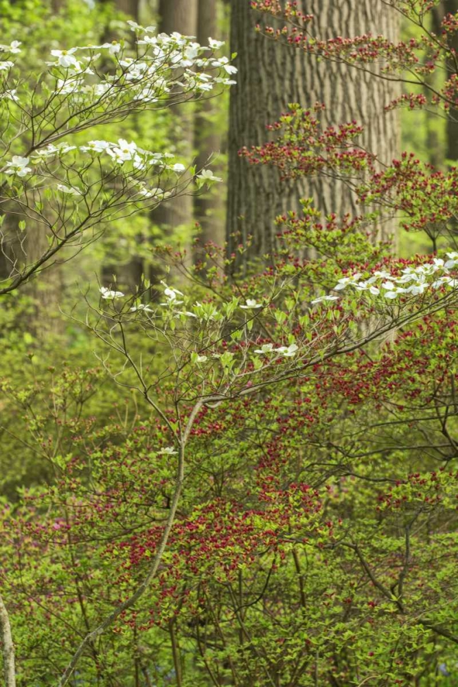 Art Print: USA, Pennsylvania Spring, forest scenic