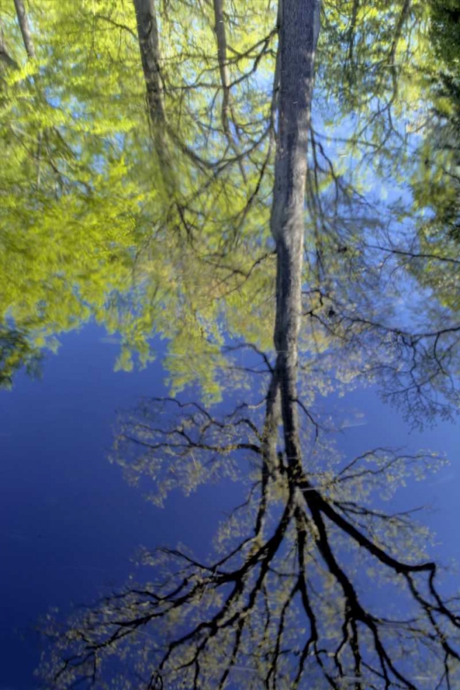 Wall Art Painting id:131405, Name: USA, Pennsylvania Tree reflected in pond, Artist: OBrien, Jay