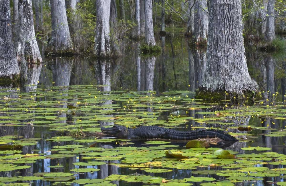 Wall Art Painting id:133691, Name: SC Alligator rests on log in swamp, Artist: Rotenberg, Nancy