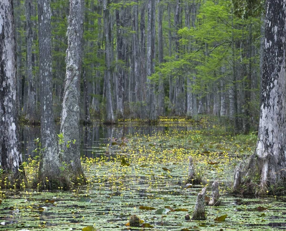 Wall Art Painting id:133698, Name: USA, South Carolina, Cypress Gardens, Artist: Rotenberg, Nancy