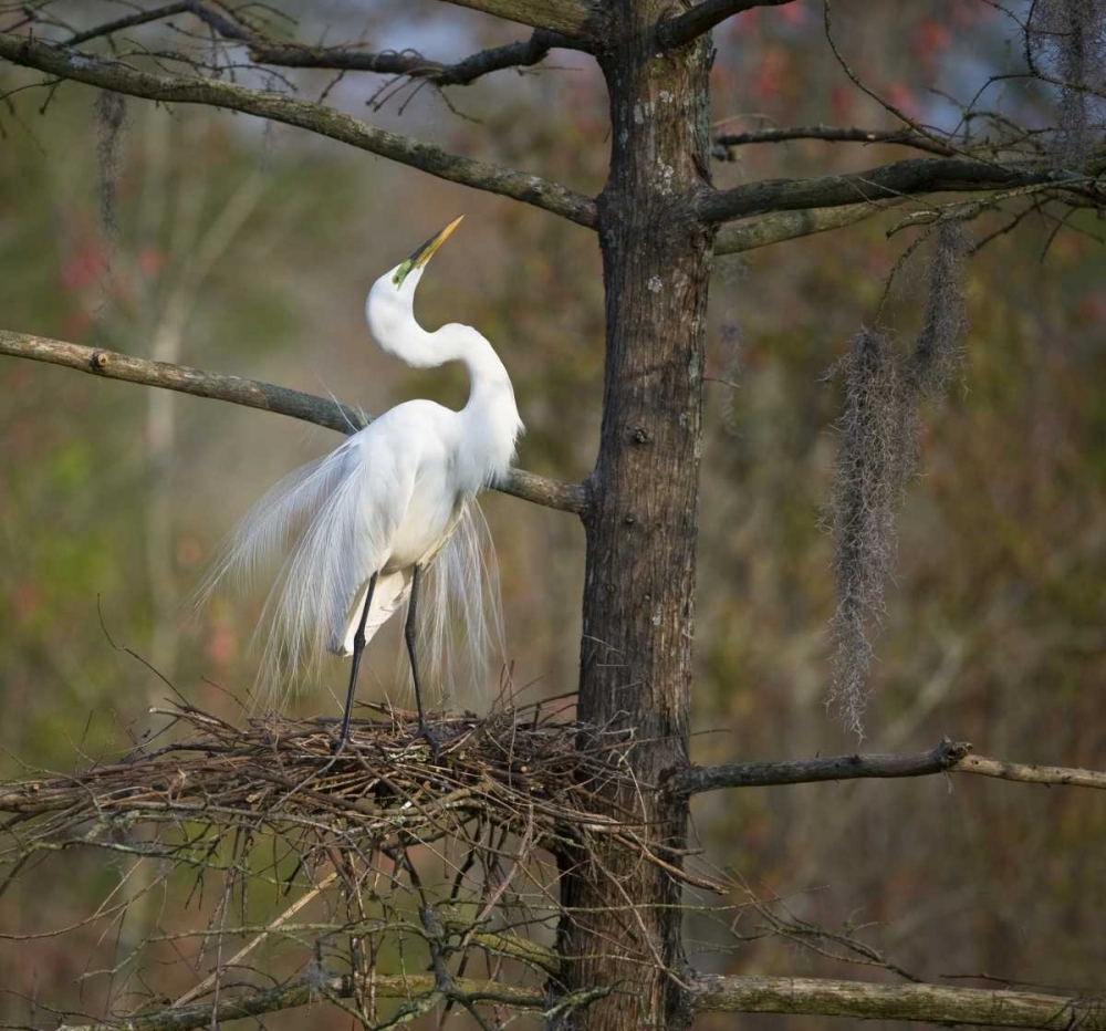 Wall Art Painting id:133838, Name: SC, Great egret in breeding plumage at nest, Artist: Rotenberg, Nancy