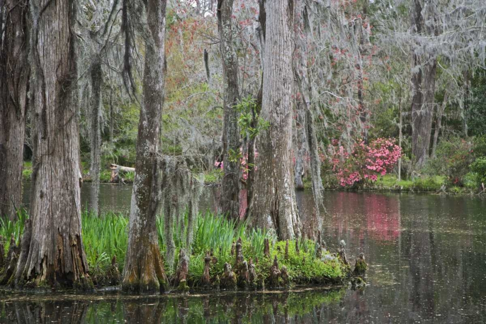 Wall Art Painting id:128083, Name: South Carolina, Charleston Moss on cypress trees, Artist: Flaherty, Dennis