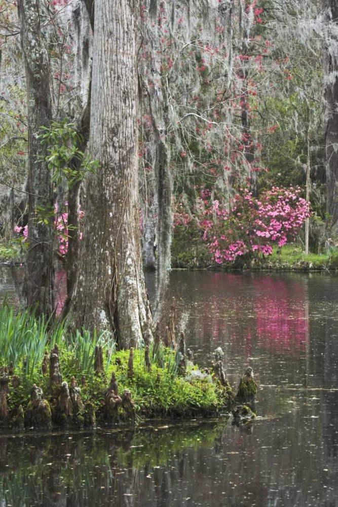 Wall Art Painting id:128084, Name: South Carolina, Charleston Moss on cypress trees, Artist: Flaherty, Dennis