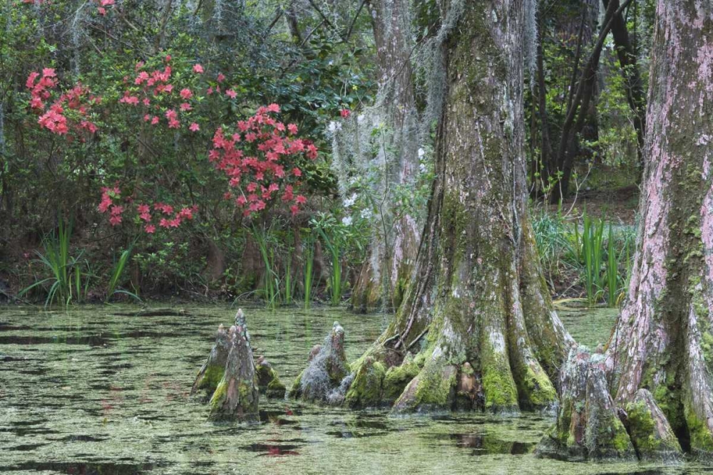 Wall Art Painting id:127535, Name: South Carolina, Charleston Trees and pond, Artist: Flaherty, Dennis