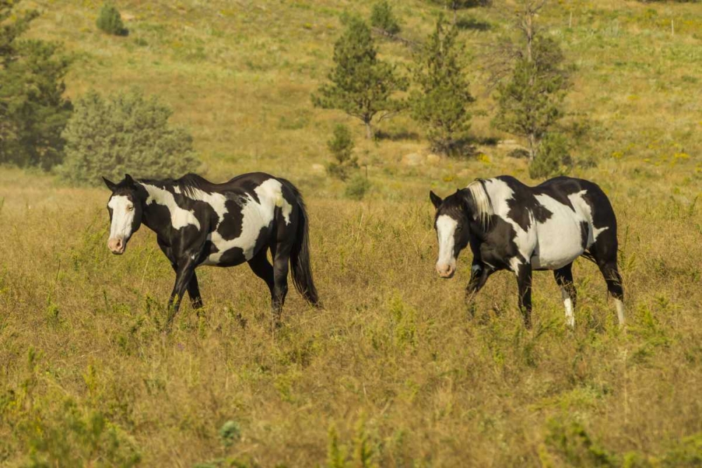 Wall Art Painting id:129290, Name: SD, Wild Horse Sanctuary Wild horses in field, Artist: Illg, Cathy and Gordon