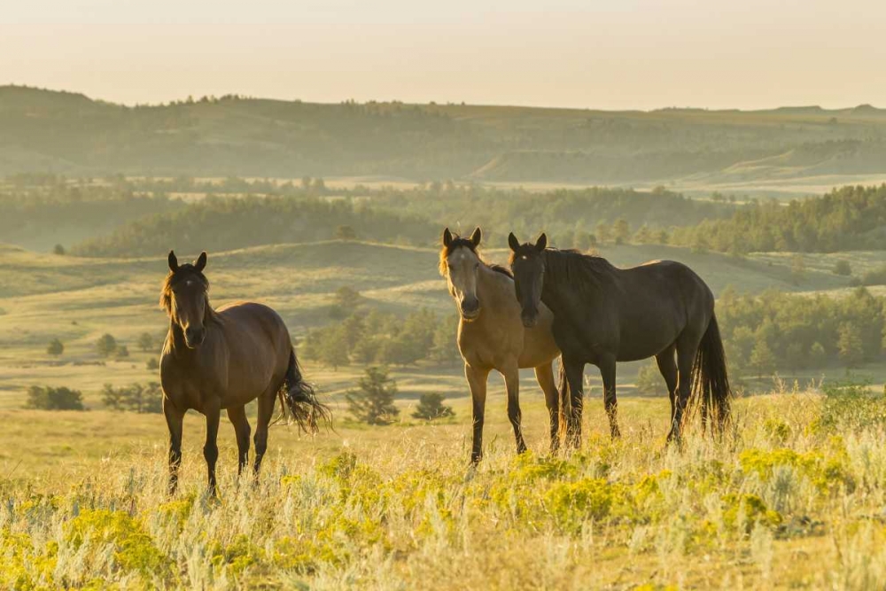 Wall Art Painting id:129291, Name: SD, Wild Horse Sanctuary Wild horses in field, Artist: Illg, Cathy and Gordon