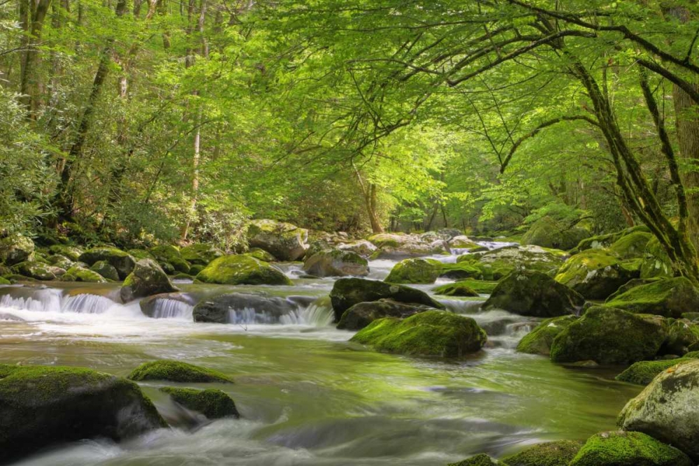 Wall Art Painting id:127737, Name: TN, Great Smoky Mts Cascading creek in spring, Artist: Flaherty, Dennis