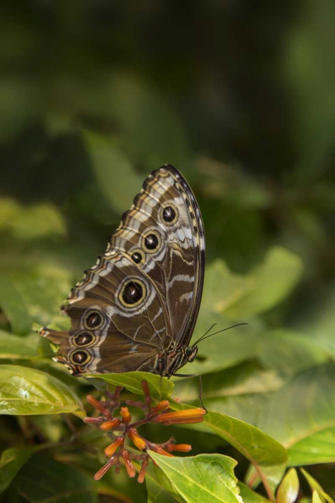 Wall Art Painting id:128180, Name: Tennessee, Chattanooga Giant owl butterfly, Artist: Grall, Don