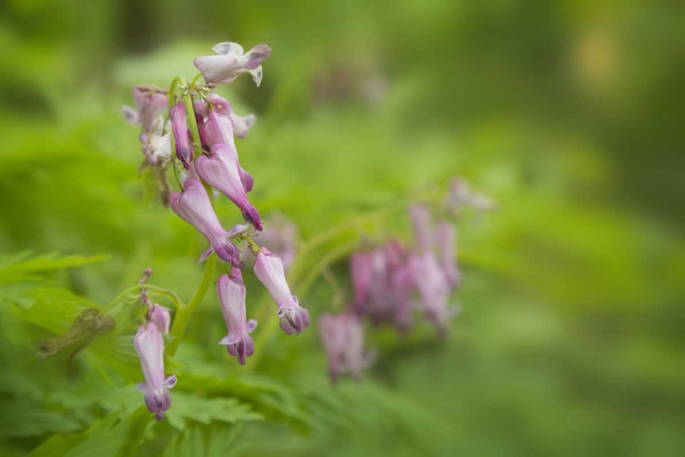 Wall Art Painting id:128420, Name: TN, Great Smoky Mts Bleeding heart in Cades Cove, Artist: Grall, Don