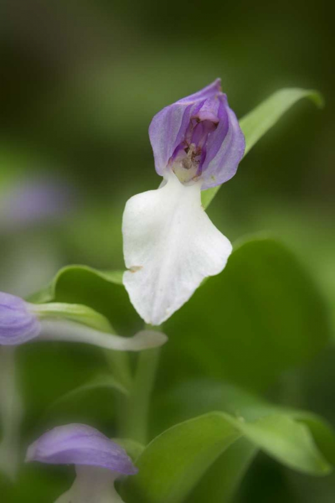 Wall Art Painting id:128328, Name: Tennessee, Great Smoky Mts Showy orchis orchid, Artist: Grall, Don