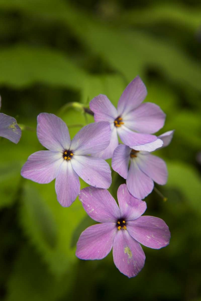 Wall Art Painting id:128236, Name: Tennessee, Great Smoky Mts Blue phlox flower, Artist: Grall, Don