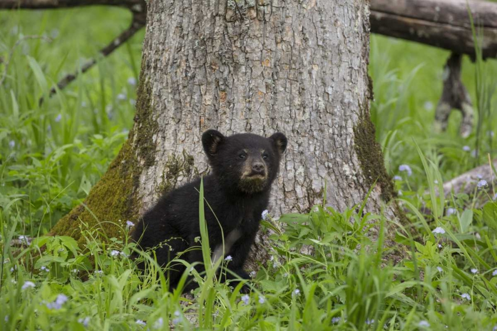 Wall Art Painting id:128366, Name: TN, Great Smoky Mts Black bear cub next to tree, Artist: Grall, Don