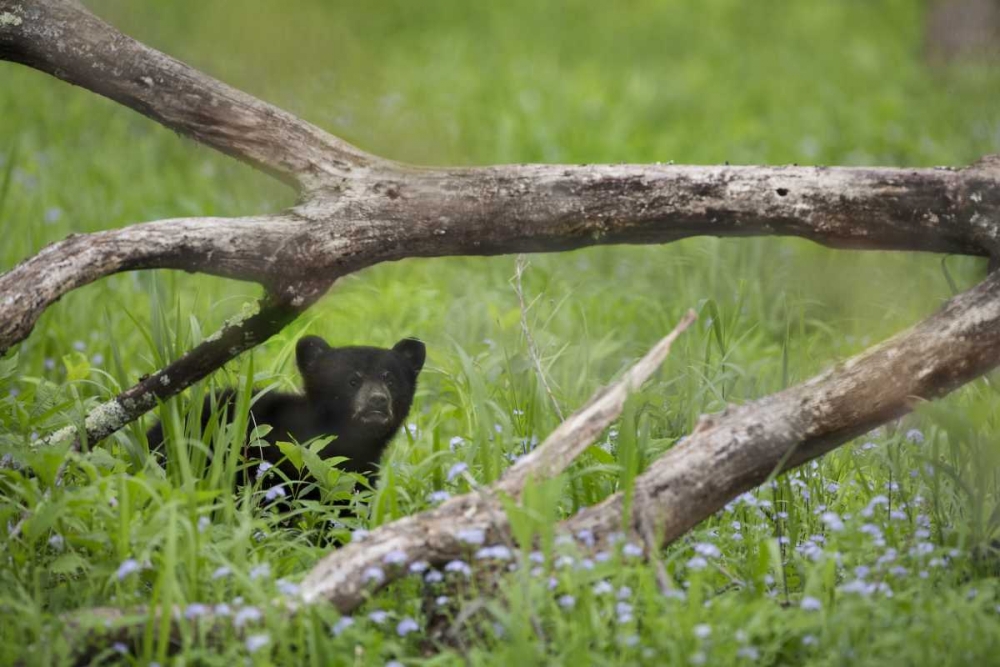 Wall Art Painting id:128162, Name: Tennessee, Great Smoky Mts Black bear cub, Artist: Grall, Don