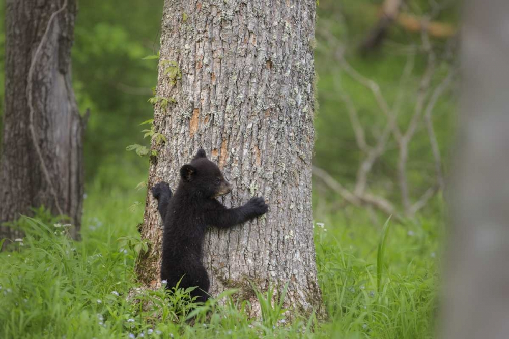 Wall Art Painting id:128207, Name: TN, Great Smoky Mts Black bear cub climbing, Artist: Grall, Don