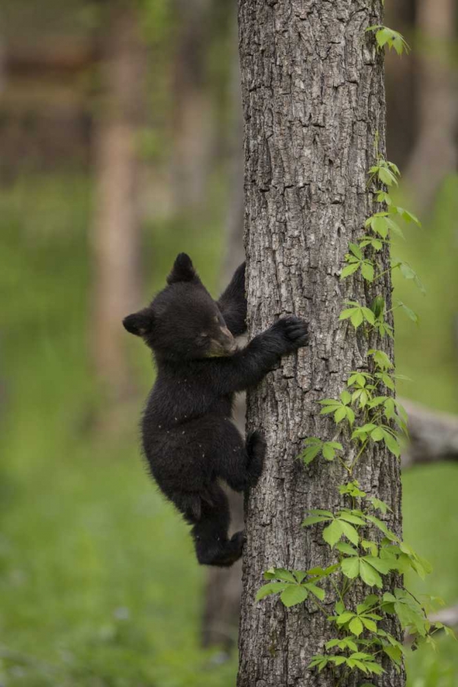 Wall Art Painting id:128193, Name: USA, Tennessee Black bear cub climbing tree, Artist: Grall, Don