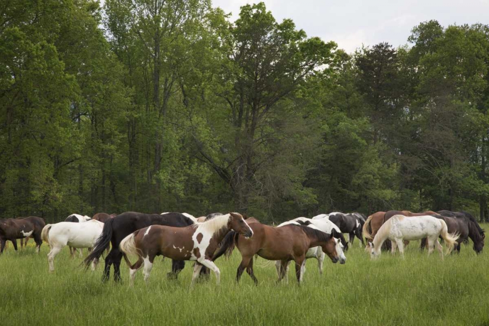 Wall Art Painting id:128165, Name: TN, Great Smoky Mts Horses in Cades Cove, Artist: Grall, Don