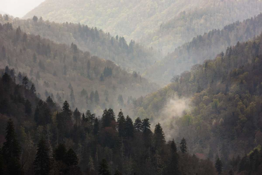 Wall Art Painting id:128184, Name: TN, Great Smoky Mts Mist rises in a valley, Artist: Grall, Don