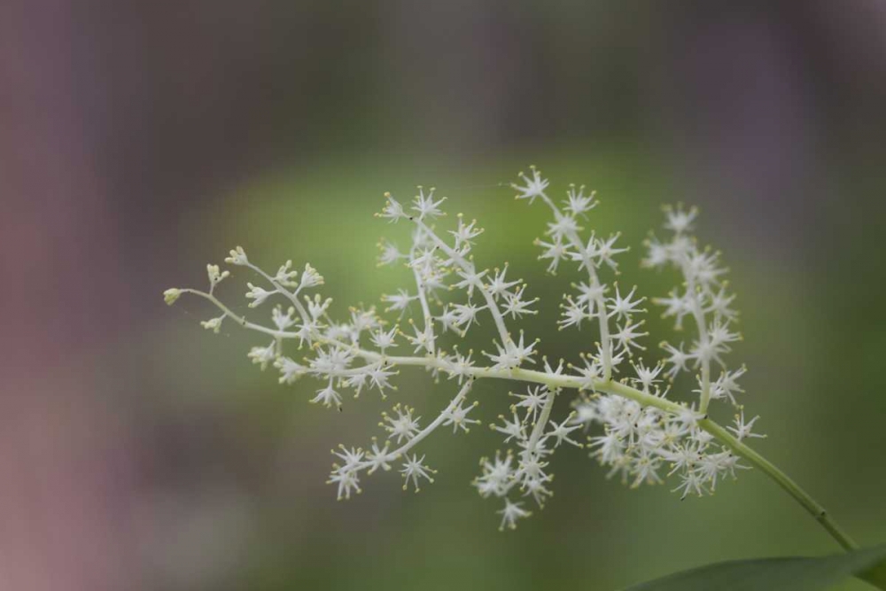 Wall Art Painting id:128405, Name: TN, Great Smoky Mts False Solomons seal flowers, Artist: Grall, Don