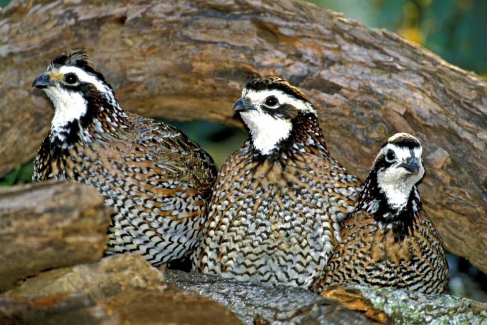 Wall Art Painting id:135875, Name: TX, McAllen Northern bobwhite males under log, Artist: Welling, Dave