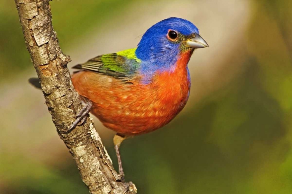 Wall Art Painting id:135963, Name: TX, McAllen Male painted bunting perched in tree, Artist: Welling, Dave