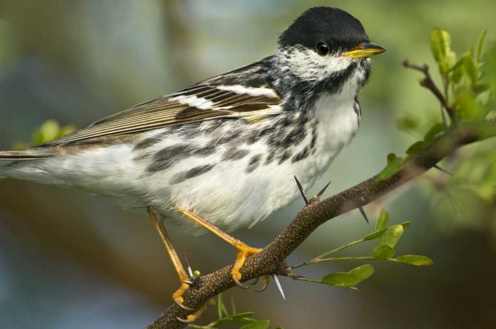 Wall Art Painting id:135791, Name: TX, Blackpoll warbler in breeding plumage, Artist: Welling, Dave