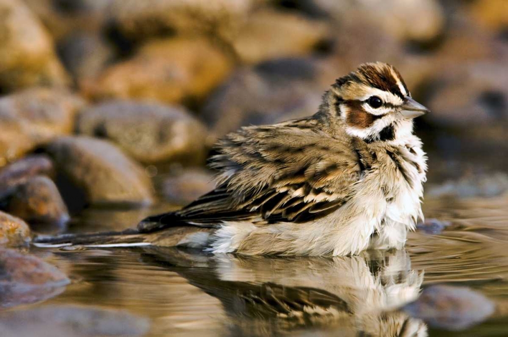 Wall Art Painting id:135901, Name: TX, McAllen Lark sparrow bathing in small pond, Artist: Welling, Dave