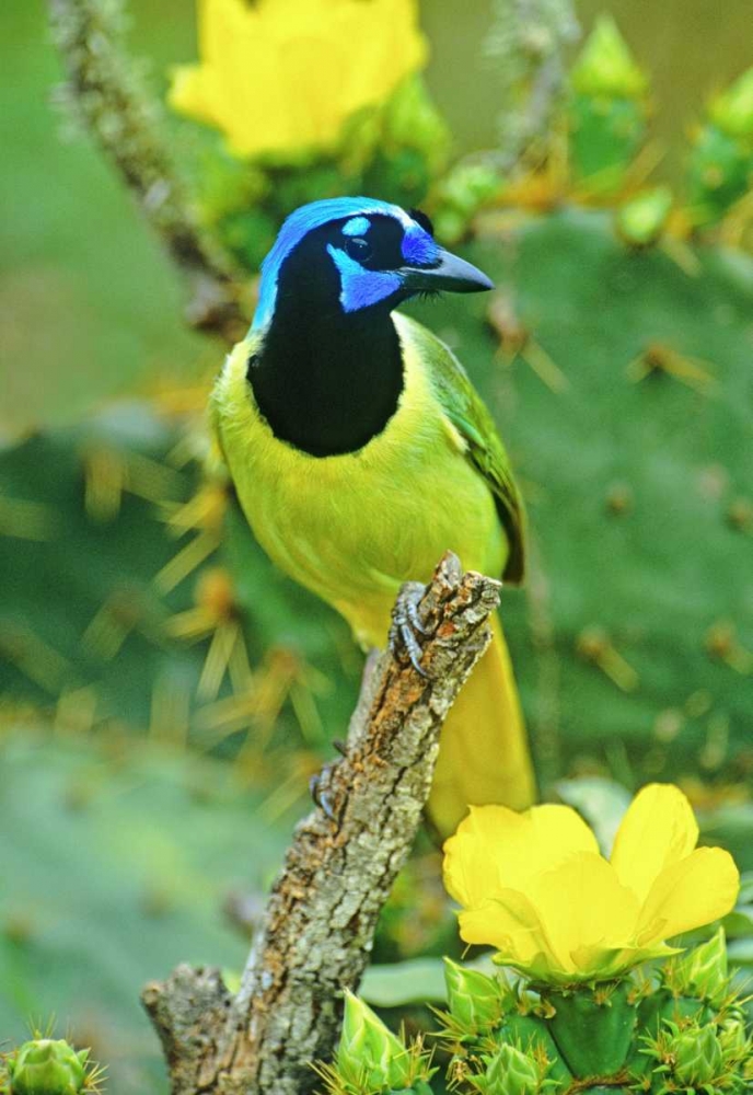 Wall Art Painting id:135834, Name: TX, McAllen Green jay among opuntia flowers, Artist: Welling, Dave