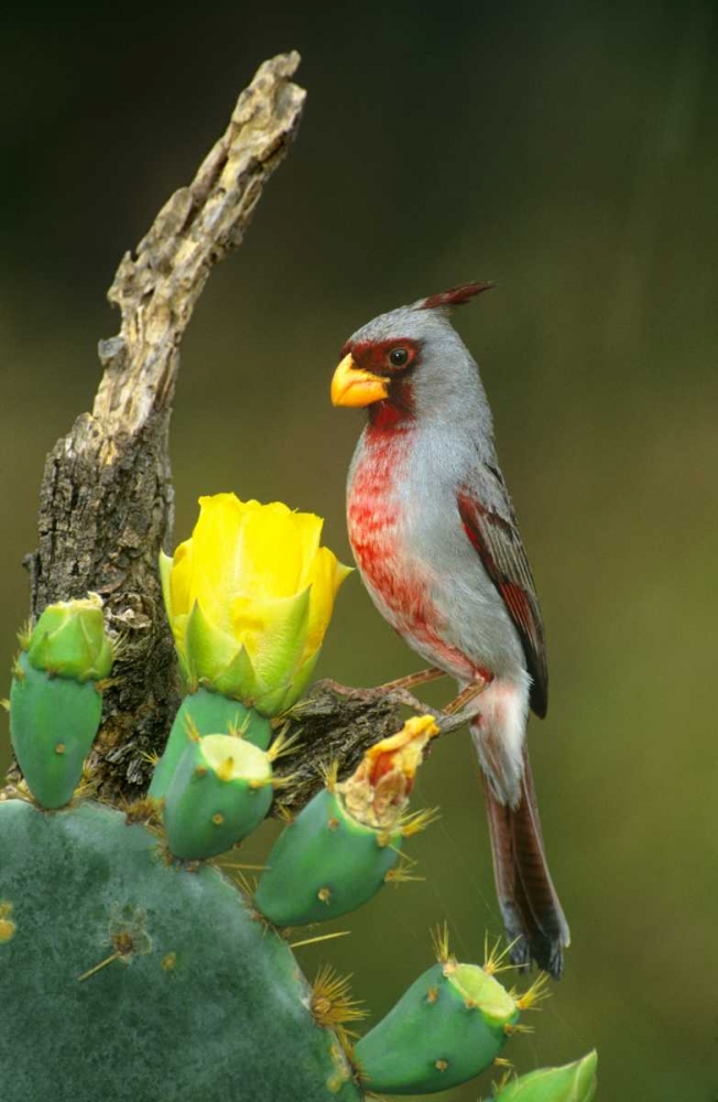 Wall Art Painting id:135905, Name: TX, McAllen Pyrrhuloxia on dead branch opuntia, Artist: Welling, Dave