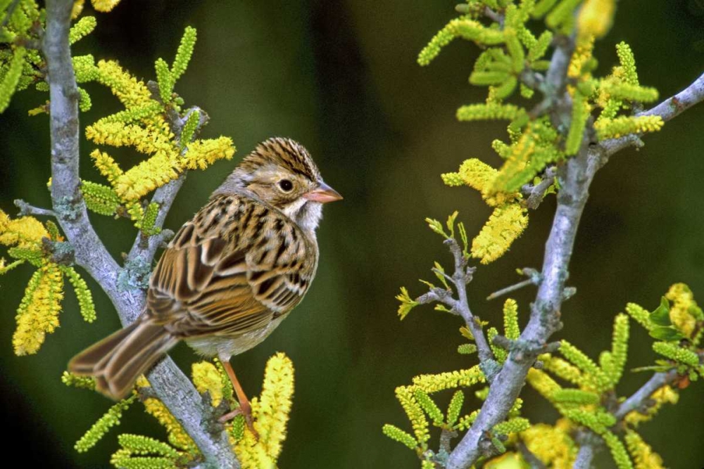 Similar wall art painting: 135859