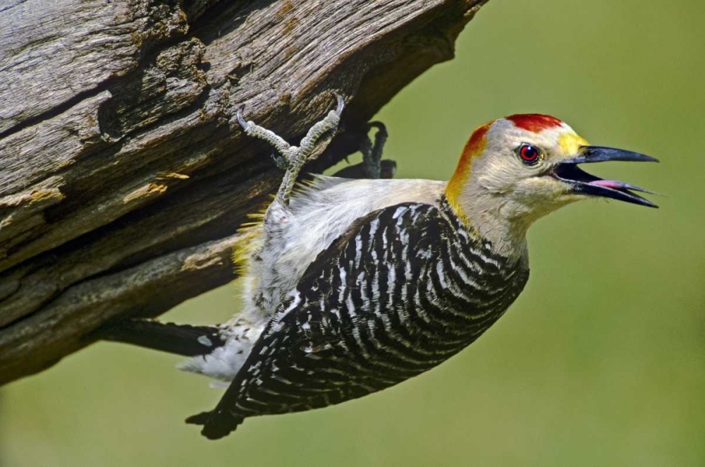 Wall Art Painting id:135811, Name: TX, McAllen Gold-fronted woodpecker on log, Artist: Welling, Dave