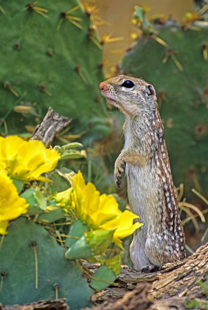 Wall Art Painting id:135930, Name: TX, McAllen Mexican ground squirrel by flowers, Artist: Welling, Dave