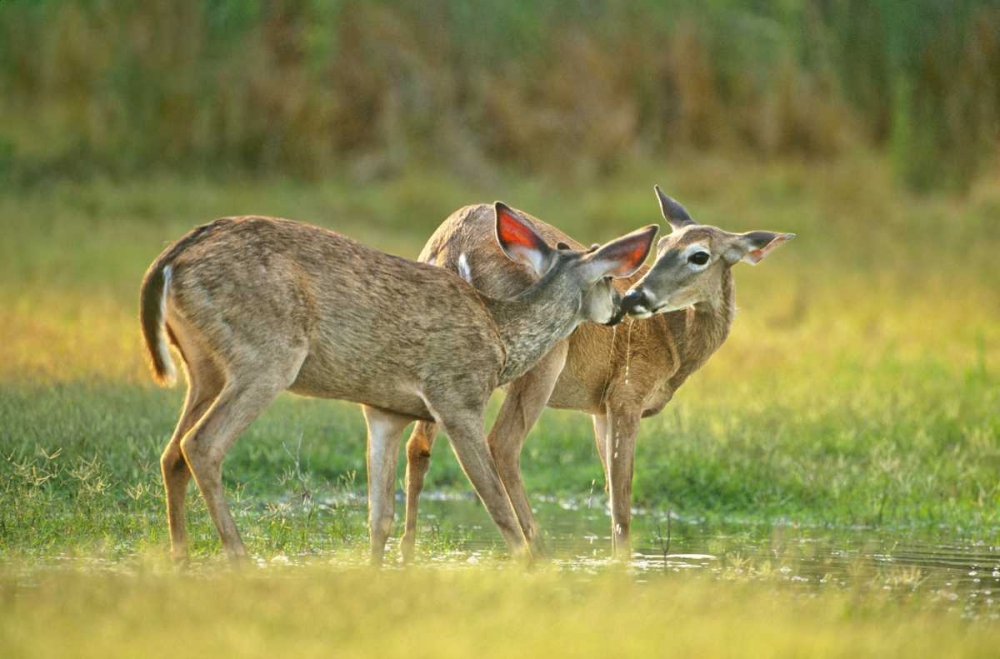 Wall Art Painting id:135904, Name: TX, McAllen Wild whitetail deer pair at a pond, Artist: Welling, Dave