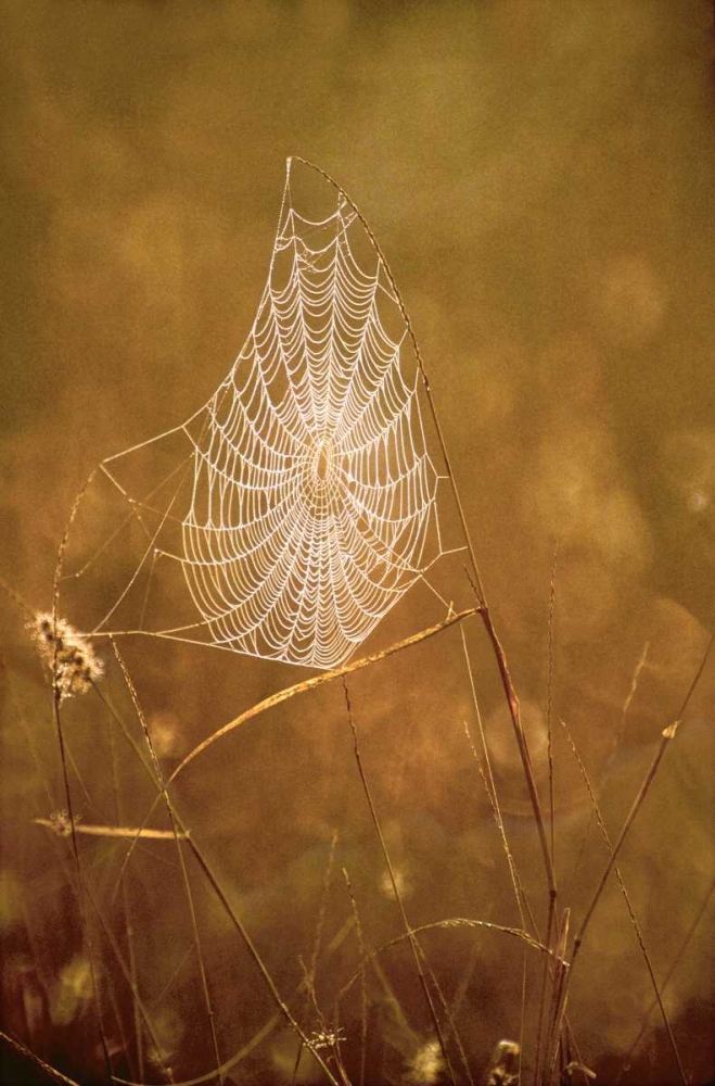 Wall Art Painting id:135790, Name: TX, Rio Grande Valley Backlit spider web, Artist: Welling, Dave